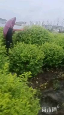 冠幅150厘米金禾女贞球