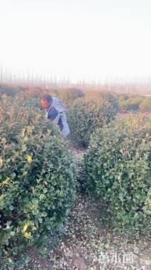 冠幅180厘米大叶黄杨球