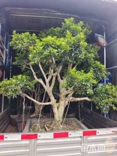 高度1200厘米米兰