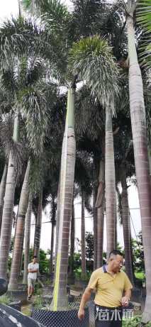 裸干高450厘米狐尾椰