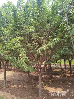 10公分日本晚樱