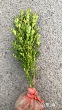 高度50厘米瓜子黄杨