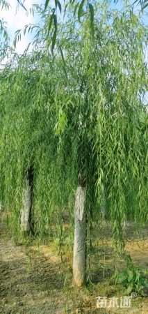 19公分青皮垂柳