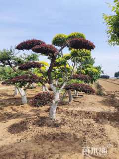 20公分造型红叶李