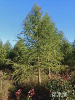 20公分墨西哥落羽杉