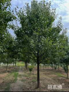 14公分彩叶豆梨