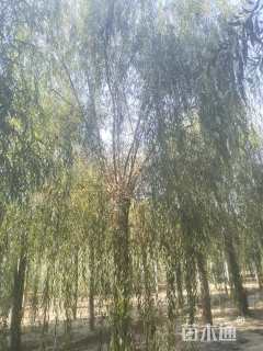 25公分西湖垂柳