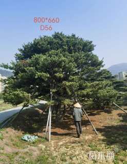 60公分日本五针松