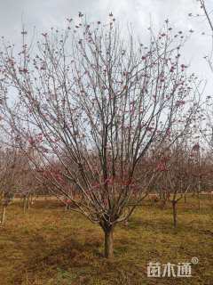 18公分绚丽海棠