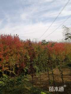 高度3500厘米丛生红花紫薇