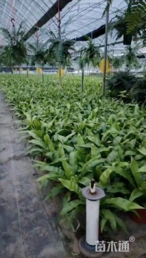 高度30厘米鸟巢蕨