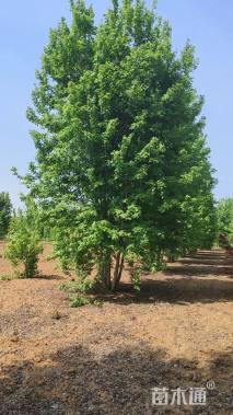 11公分美国红枫-红点