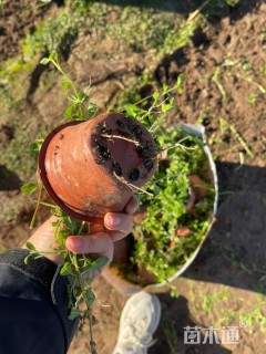 高度11厘米姬岩垂草