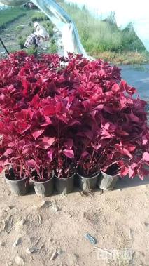 高度15厘米彩叶草