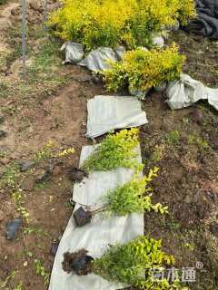 高度40厘米金叶女贞