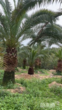 裸干高200厘米加拿利海枣