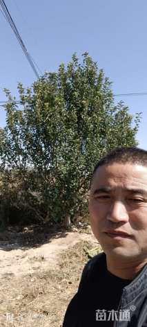 19公分八棱海棠