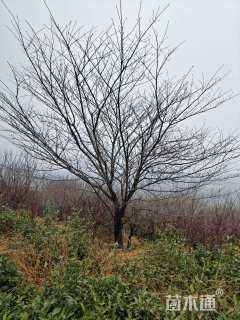 20公分染井吉野樱