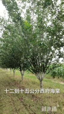 15公分绚丽海棠