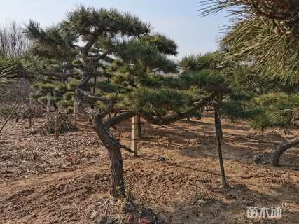 高度500厘米黑松