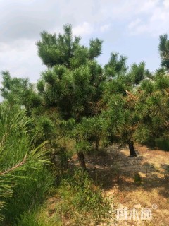 高度400厘米黑松