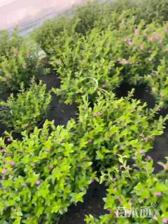 高度20厘米满天星