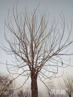 14公分金叶白蜡