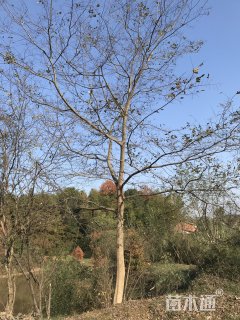 30公分朴树