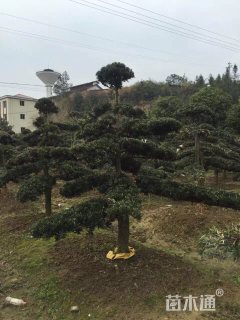 12公分造型罗汉松