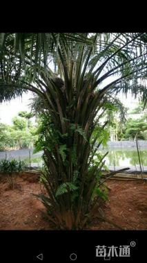 裸干高100厘米油棕