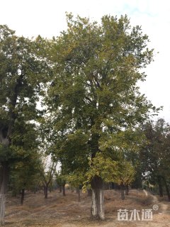 52公分朴树