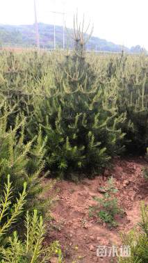 高度600厘米白皮松