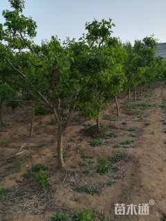 6公分山楂树