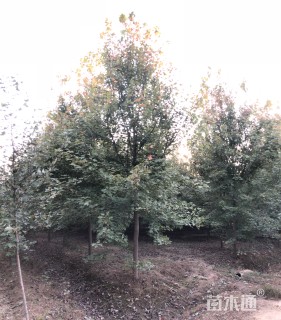 12公分美国红枫