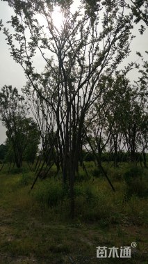 45公分丛生朴树