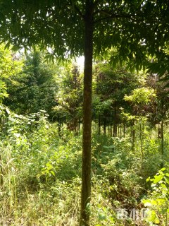 10公分金丝楠木