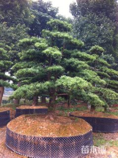 20公分造型罗汉松