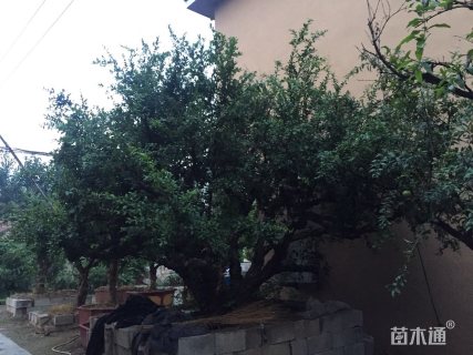 高度600厘米石榴