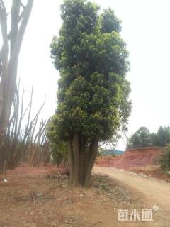 80公分香樟