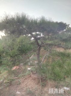 高度2000厘米油松