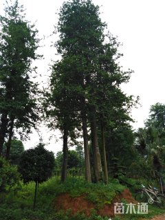 30公分小叶紫薇