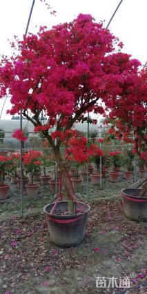 冠幅1800厘米三角梅球