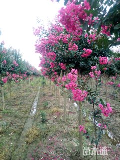 高度300厘米美国紫薇