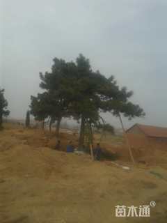 20公分造型黑松