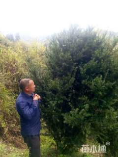 高度240厘米曼地亚红豆杉