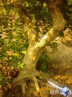 高度100厘米瓜子黄杨