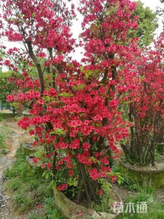 高度200厘米映山红