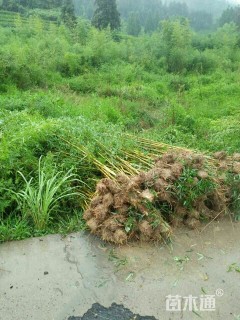 地栽苗金镶玉竹