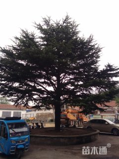 高度1500厘米雪松