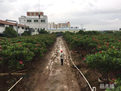 10公分红花鸡蛋花